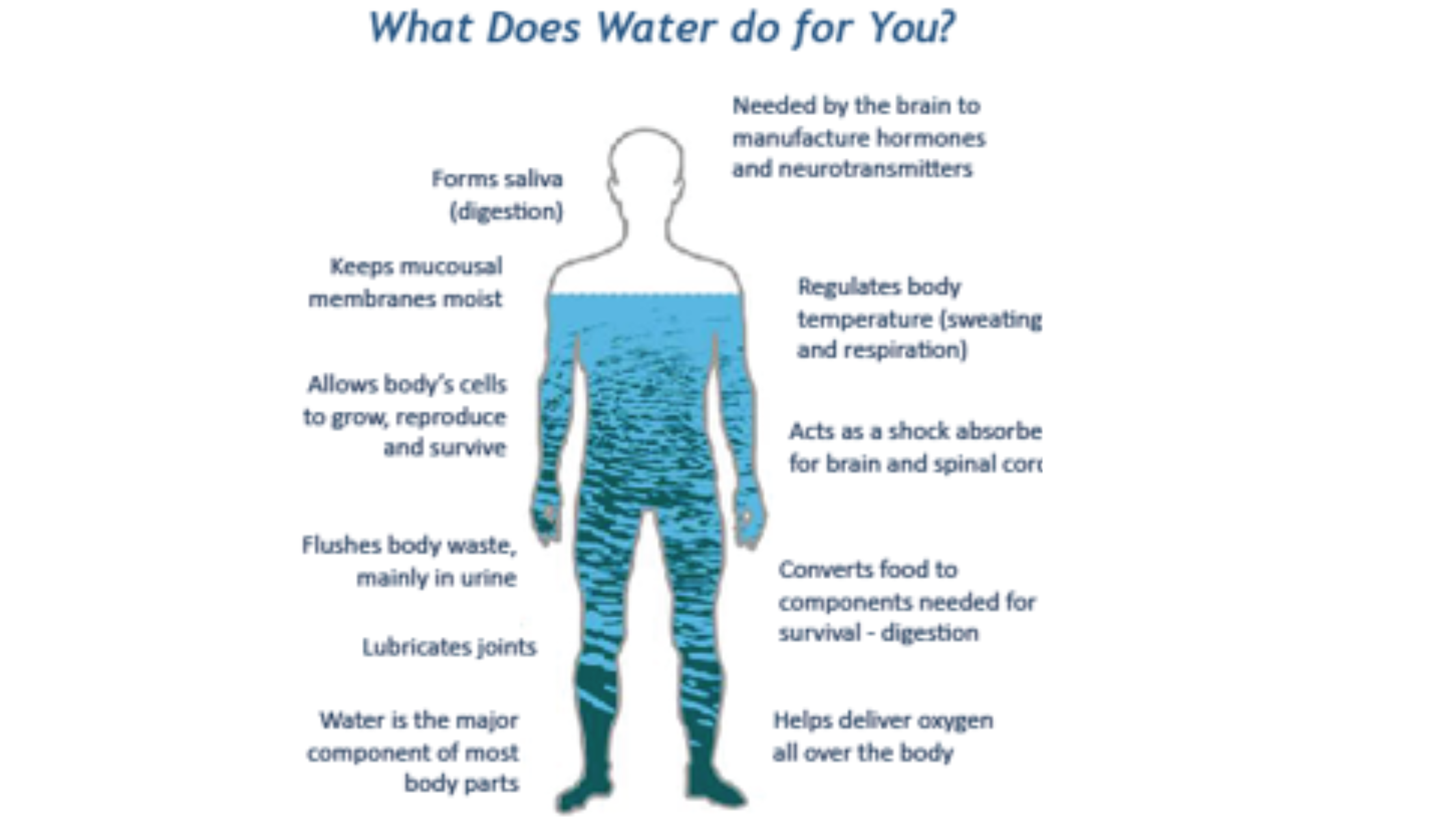 How Important Is Water To Our Health?